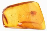 Detailed Fossil Dustywing (Coniopterygidae) In Baltic Amber #296958-2